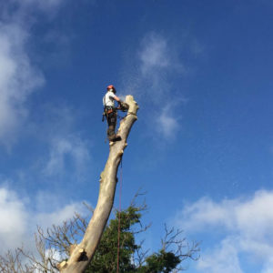 Tree-Removal-Surrey-West-Sussex-Tree-Surgeon