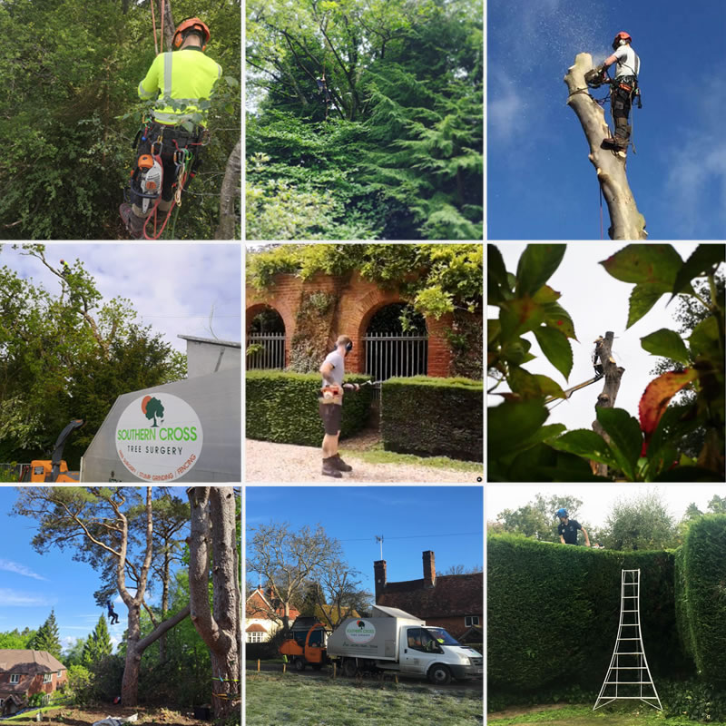 tree-surgeon-surrey-west-sussex